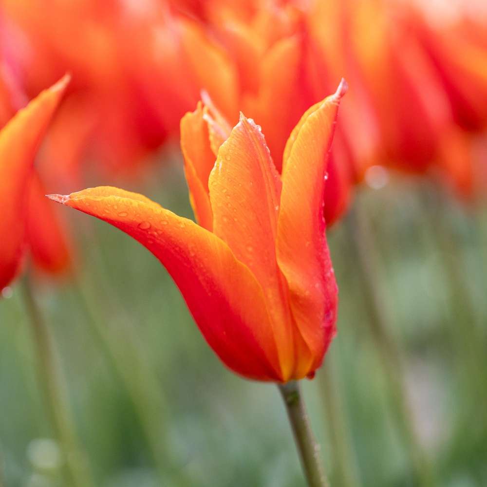 Orange liljeblomstret Tulipan 'Ballerina'